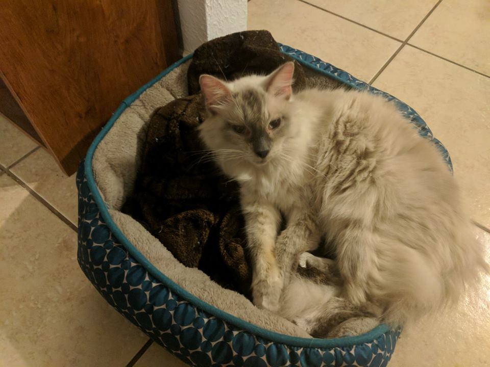 22089209_1913673091991092_3997888741649305213_n