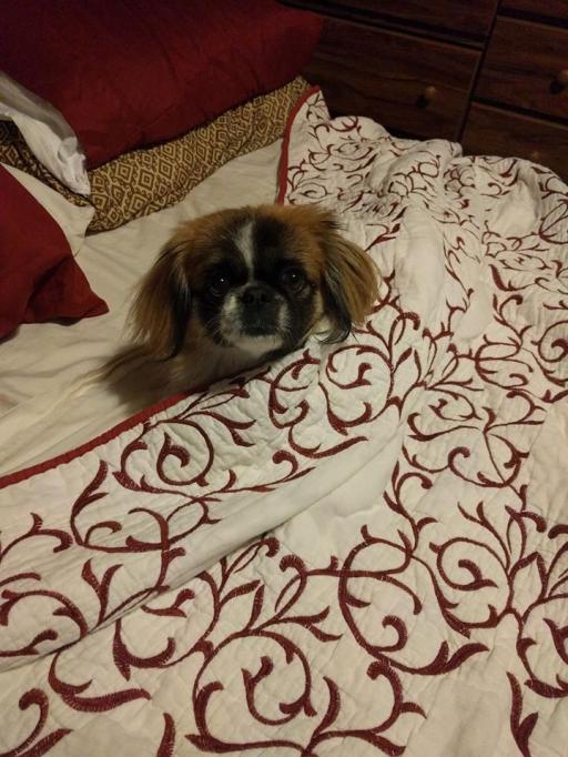 24130050_10211327594245622_5225604295346888375_n